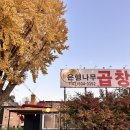 과천맛집 양재곱창 은행나무곱창집에서 곱창뿌시고온 후기💛🍂✨