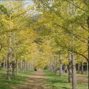 은행나무 이미지