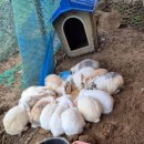 송림흑염소농장 이미지