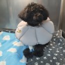 베리굿동물병원 이미지