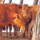 울주 언양봉계 한우불고기특구 이미지