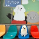 안녕, 멍냥 | 제주강아지수제간식)&#39;멍냥밥상&#39;