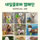 착한강아지 이미지