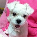 펫토피아(PETOPIA) 이미지