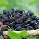 이레농원 이미지