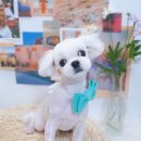 아루멍 그루밍 이미지