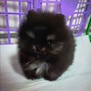 독스캣 강아지고양이 수원점 이미지