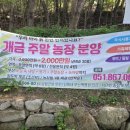 개금농장 네이버블로그