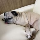 창원역(서상삼거리방면) | 창원 팔용동 애견호텔 유니미니반려견센터 비용 시간 위치