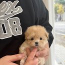 애견#(샾) | 광주강아지분양 마마스미독 24시 광주봉선점 만족스런 애견샾 후기