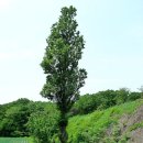송박사의 오늘의꽃- 포플러 이미지