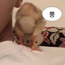 블루빌 이미지