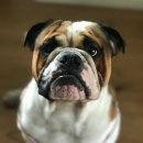 동일상사 이미지