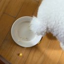 강아지 와요와요 | 상동역 카페 와요커피 강아지 간식 사람 디저트 배달 후기