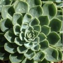 신성바이오 이미지