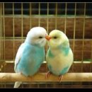 부부로2 Daum카페