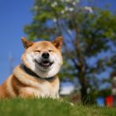 개귀여워 이미지