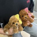 앨리스코리아켄넬 이미지