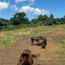 인화목장 이미지