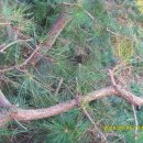 해송 농장 이미지