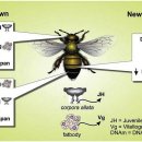 DNA 메틸화가 꿀벌 일벌의 수명에 영향을 미친다 (논문) 이미지