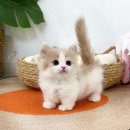 마포 요미독앤캣 강아지분양 고양이분양 이미지