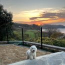 굿나잇도그 이미지