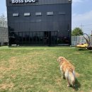 김포 보스독 이미지