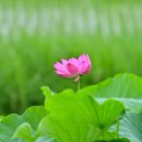야생화의꿈