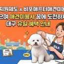 ✂️ 푸들인 듯 말티즈 인 듯! 2살 반전 매력 말티푸 '누리'의 가위컷 미용 후기 🐩🤍