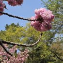 서울 어린이대공원 겹벚꽃 나들이 영상 이미지