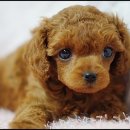 뽀글뽀글 이미지