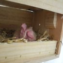 앵무세상 이미지