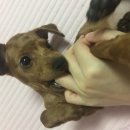 반석동물병원 이미지