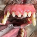 페이지동물병원 이미지