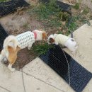 요동농장 이미지