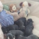 태원켄넬 이미지