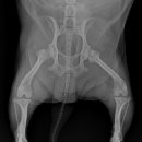 효자 동물병원 이미지