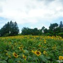 혼자 보기 아까운 제주 해바라기 농장에 핀 아름다운 해바라기 꽃의 물결 이미지