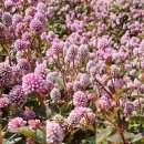 제주편백휴낭 이미지