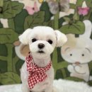 금촌애견 이미지