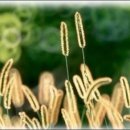 강아지풀 이미지