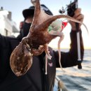 영흥도배낚시 빅토리호
