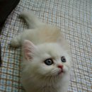 와니유니