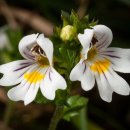 아이브라이트 [Eyebright, 선좁쌀풀, 앉은좁쌀풀 (Euphrasia rostkoviana)] 이미지