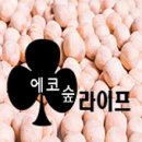 에코숲 이미지