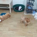 이레네 강아지 이미지