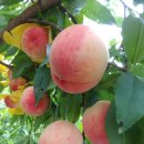 동일농원 이미지