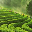 보성녹차사랑 이미지
