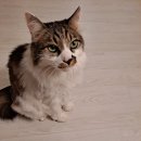 펫츠플레이트 이미지